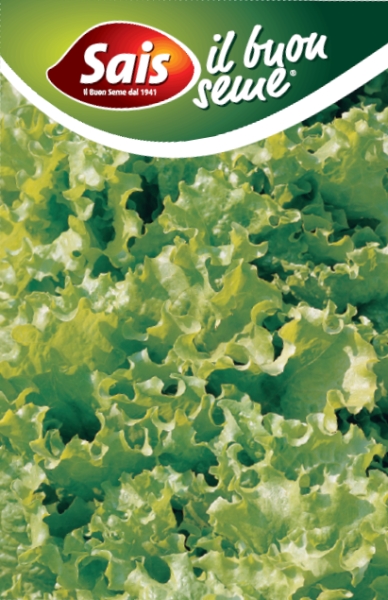 Šalát Bionda a Foglia Riccia cca 10 g